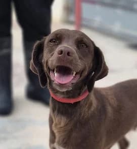Chica, female Mixed Breed for adoption at Stiftung vergessene Hunde, Vergessene Hunde