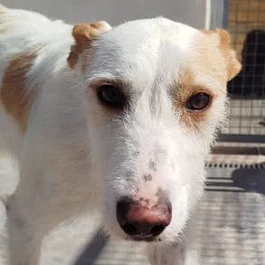 Cooper, Mixed Breed for adoption at Stiftung vergessene Hunde, Vergessene Hunde