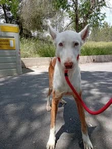 Fausti, Mixed Breed for adoption at Stiftung vergessene Hunde, Vergessene Hunde