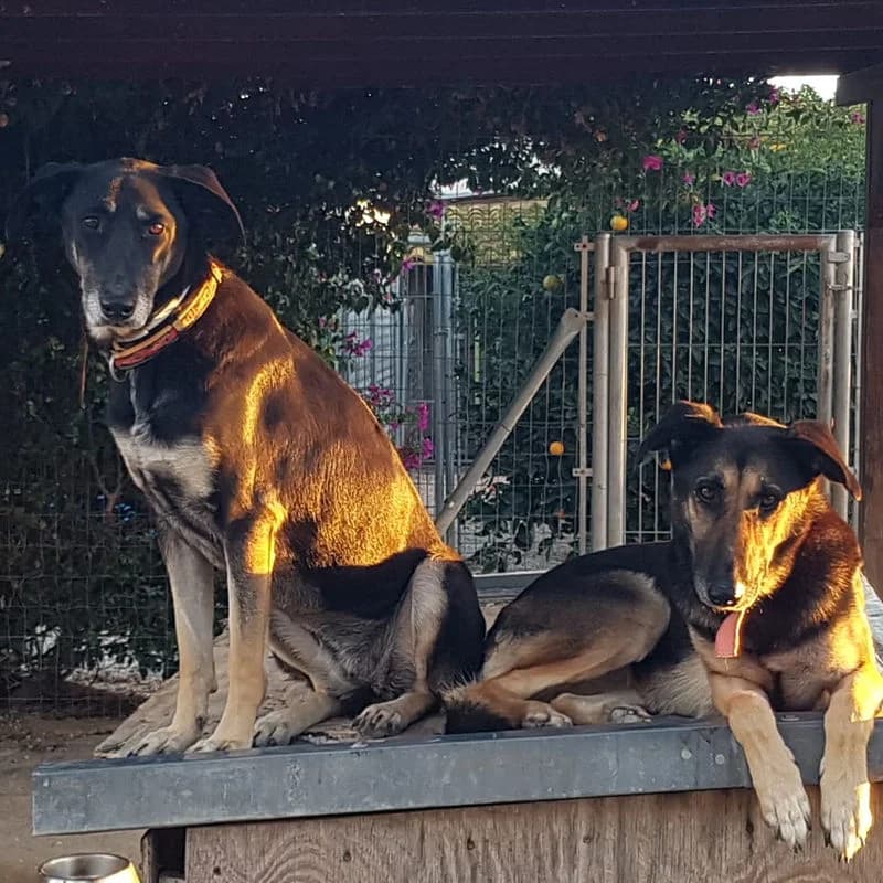 Buen Dia, puppy Mixed Breed for adoption at Stiftung vergessene Hunde, Vergessene Hunde