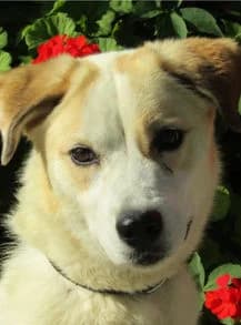 Minette, Mixed Breed for adoption at Stiftung vergessene Hunde, Vergessene Hunde