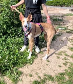 Nicki, Mixed Breed for adoption at Stiftung vergessene Hunde, Vergessene Hunde