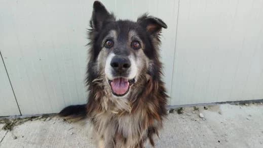 Oso, mixed breed for adoption at Stiftung vergessene Hunde, Vergessene Hunde