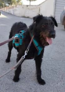 Pascual, puppy Mixed Breed for adoption at Stiftung vergessene Hunde, Vergessene Hunde