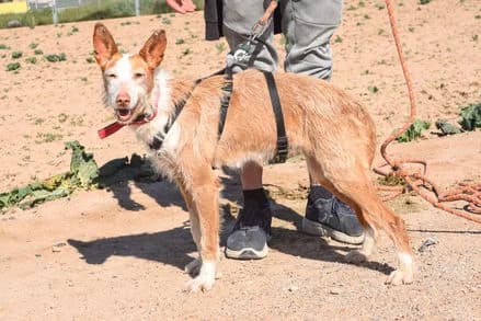 Petunia, Mixed Breed for adoption at Stiftung vergessene Hunde, Vergessene Hunde