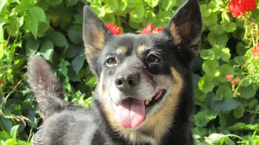 Terla, female Mixed Breed for adoption at Stiftung vergessene Hunde, Vergessene Hunde