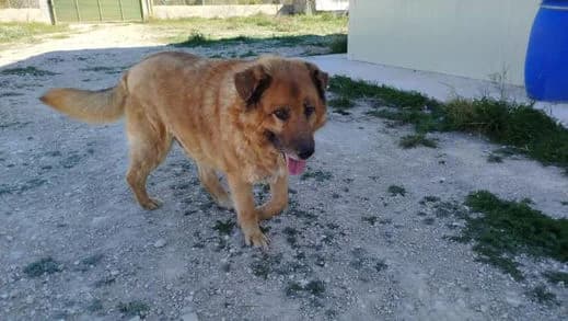 Toby, Mixed Breed for adoption at Stiftung vergessene Hunde, Vergessene Hunde