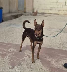 Tuco, male young Mixed Breed for adoption at Stiftung vergessene Hunde, Vergessene Hunde