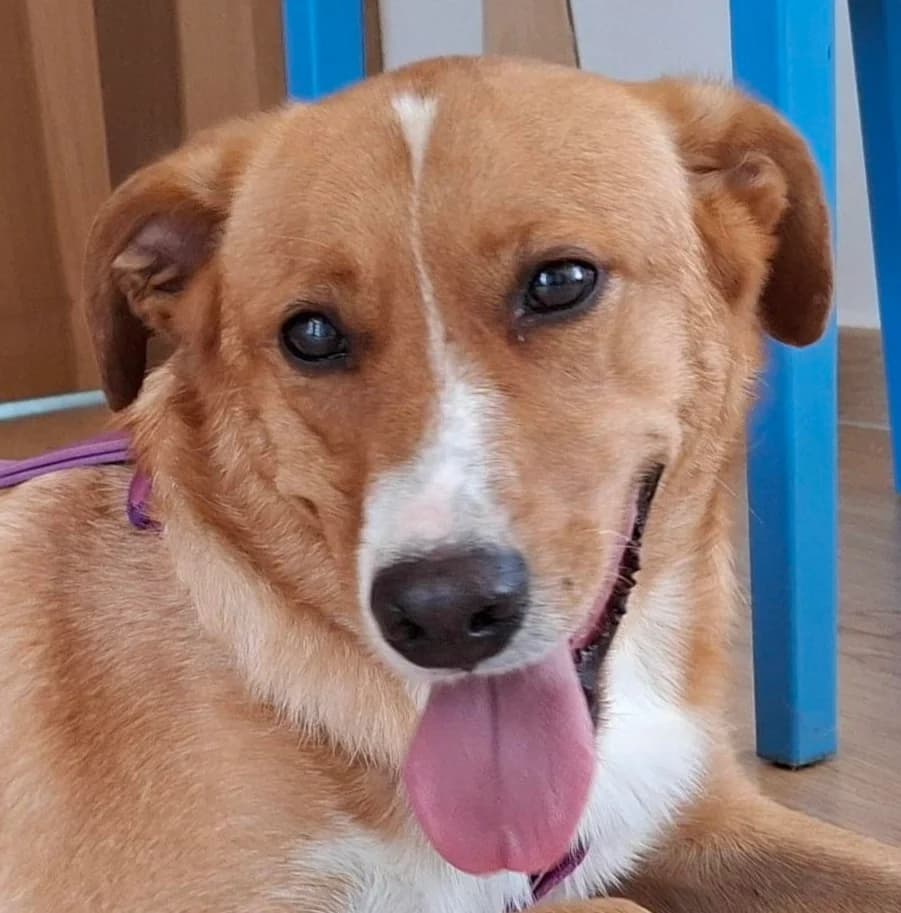 WILSON, male puppy mixed breed for adoption at Via di Fuga – Associazione Adozione Cani, Lugano (TI)