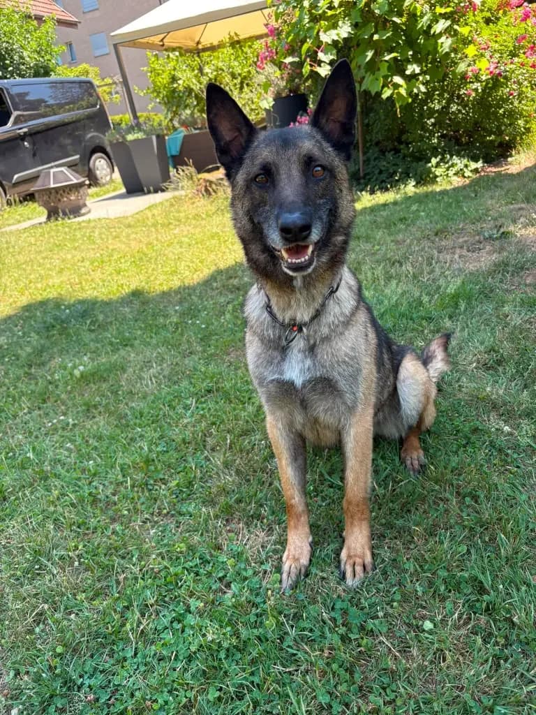King, male senior Mixed Breed for adoption at VSAT – Verein Schweizer AuslandTierschutz
