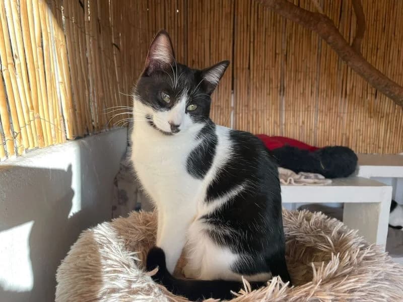 Alicia, schwarz-weiss puppy Mixed Breed for adoption at Waisenkatzen.ch, Waisenkatzen