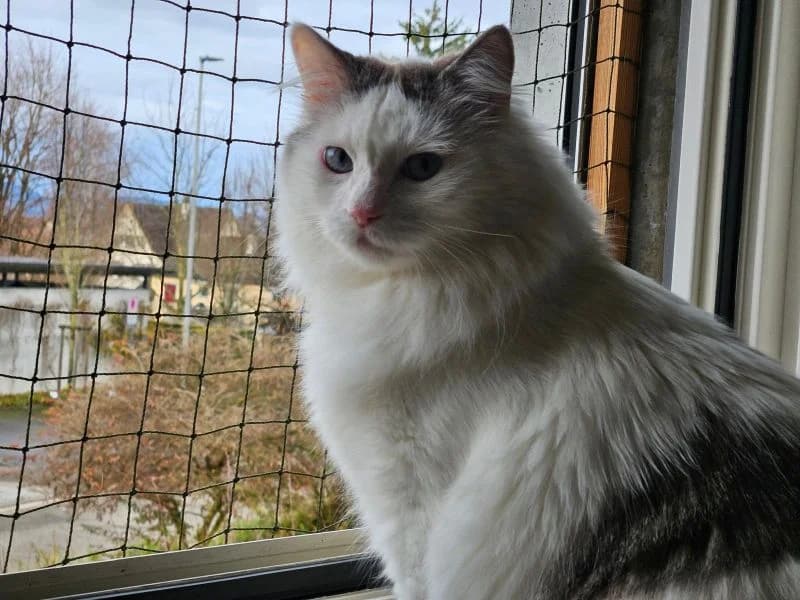 Einzelprinz DalΓ, male 6yo Mixed Breed for adoption at Waisenkatzen.ch, Waisenkatzen