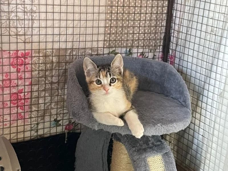 Ellie, puppy Mixed Breed for adoption at Waisenkatzen.ch, Waisenkatzen