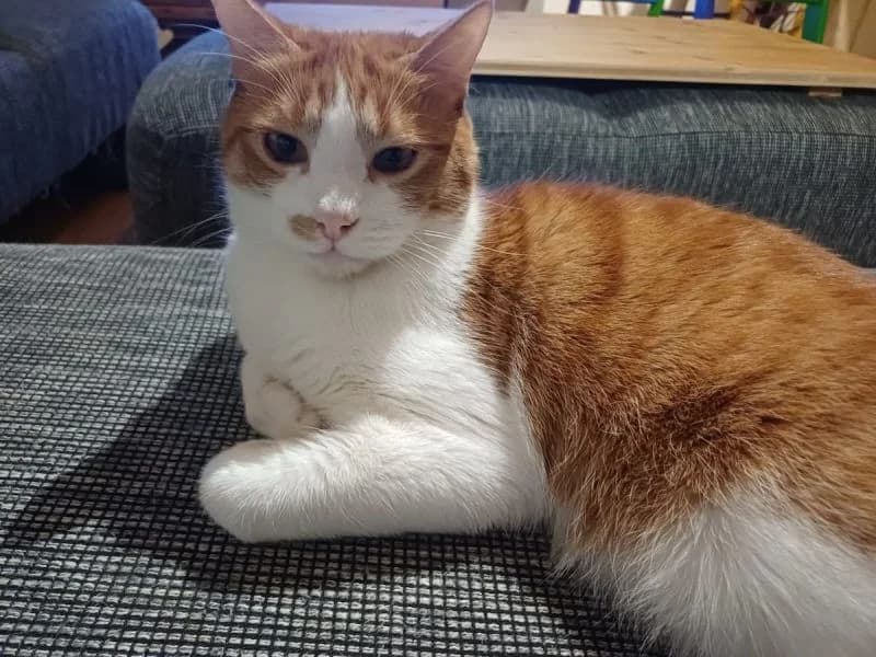 Einzelprinz Faro, weiss male 5yo Mixed Breed for adoption at Waisenkatzen.ch, Waisenkatzen