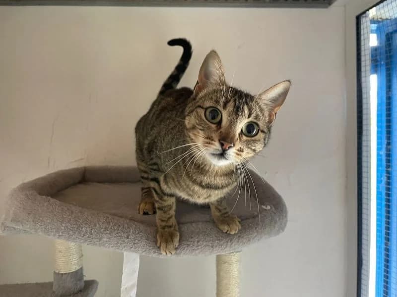 Maricarmen, female young Mixed Breed for adoption at Waisenkatzen.ch, Waisenkatzen