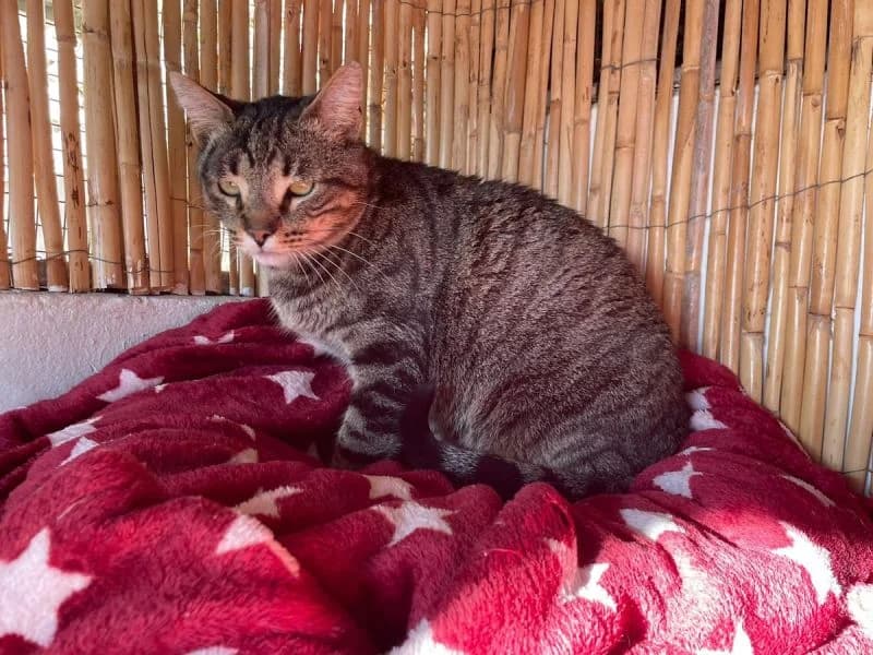 Nemo FIV+ (Wohnungskatze), male 7yo Mixed Breed for adoption at Waisenkatzen.ch, Waisenkatzen