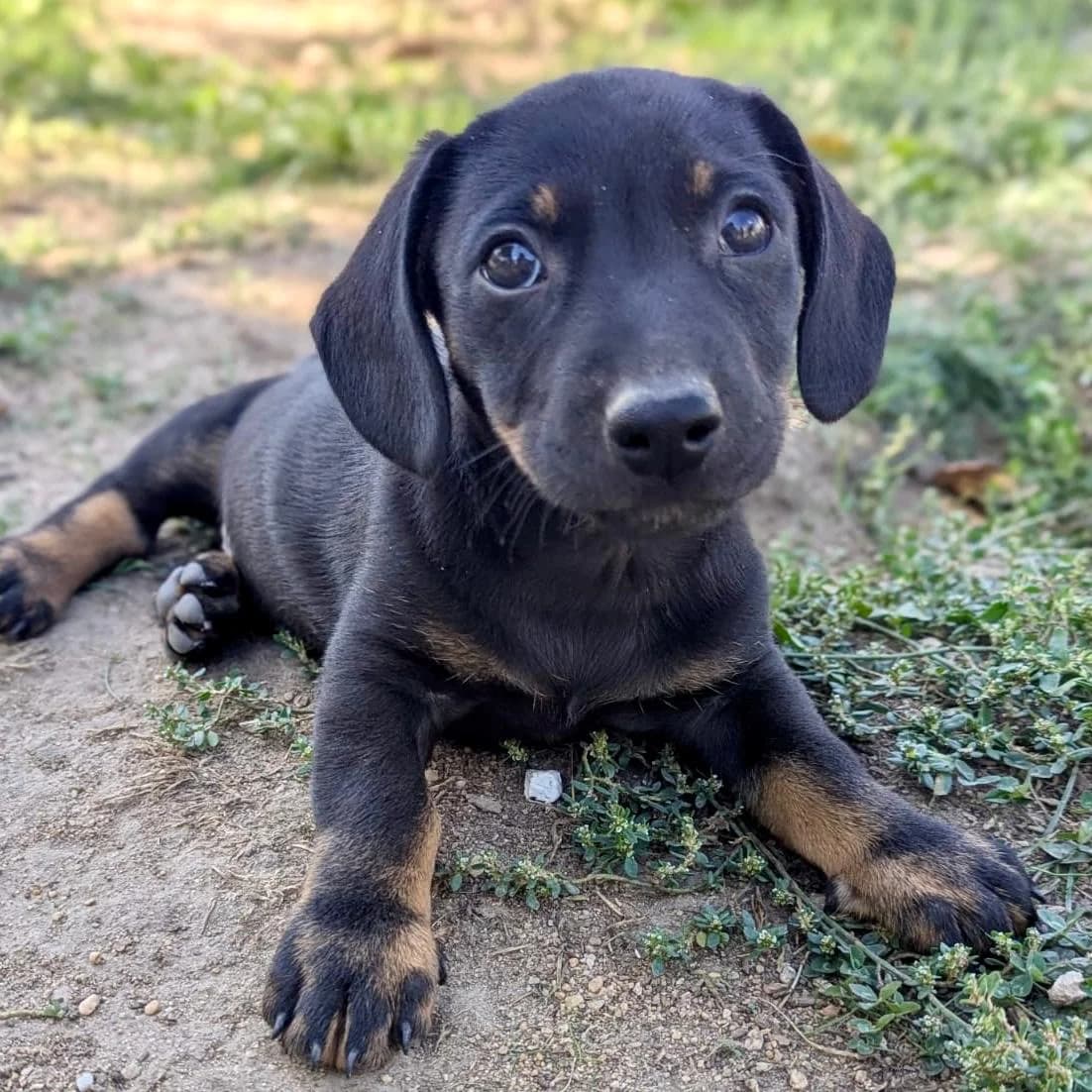 Ancho, puppy Dachshund for adoption at Your Heart 4 Rescued Dogs, Yourheart4dogs
