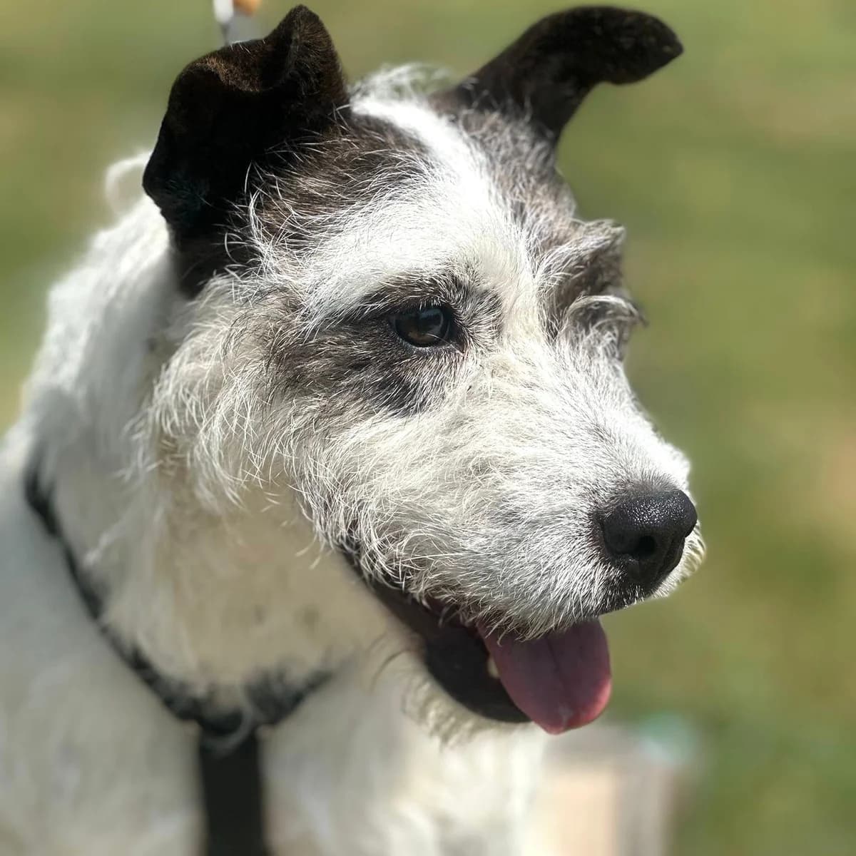 Bella, female 4yo Mixed Breed for adoption at Your Heart 4 Rescued Dogs, Yourheart4dogs