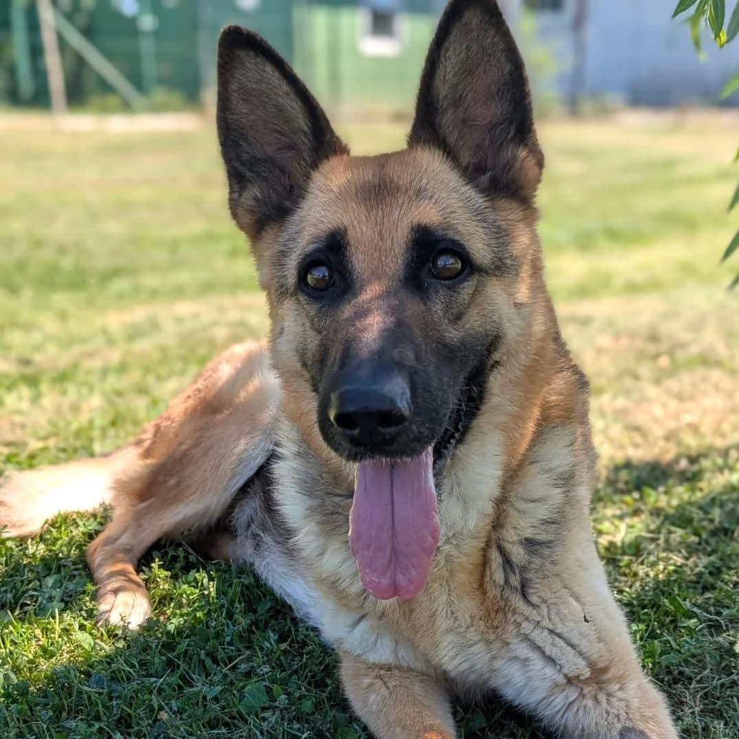 Böbe, female senior German Shepherd for adoption at Your Heart 4 Rescued Dogs, Yourheart4dogs