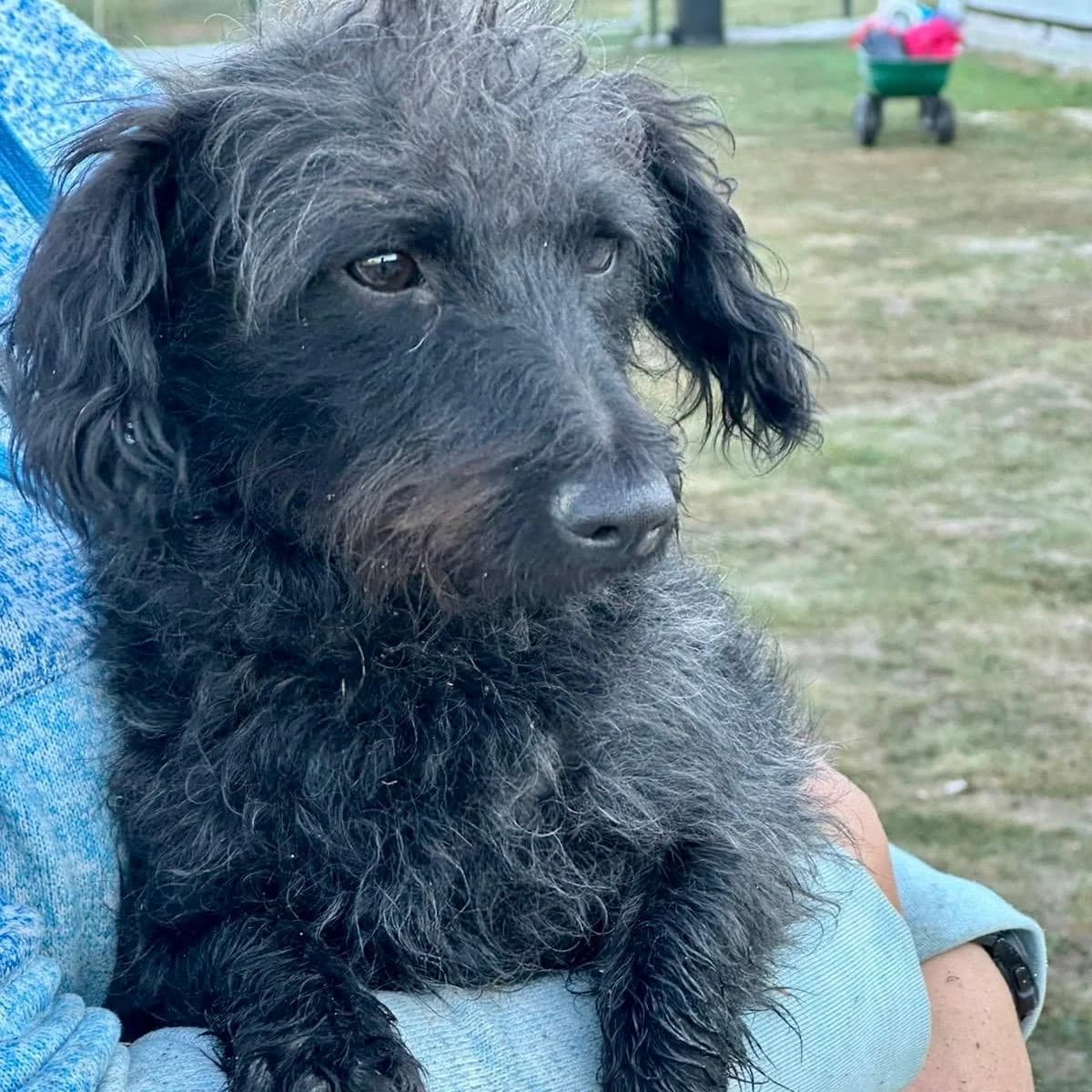 Bogi, female puppy Mixed Breed for adoption at Your Heart 4 Rescued Dogs, Yourheart4dogs