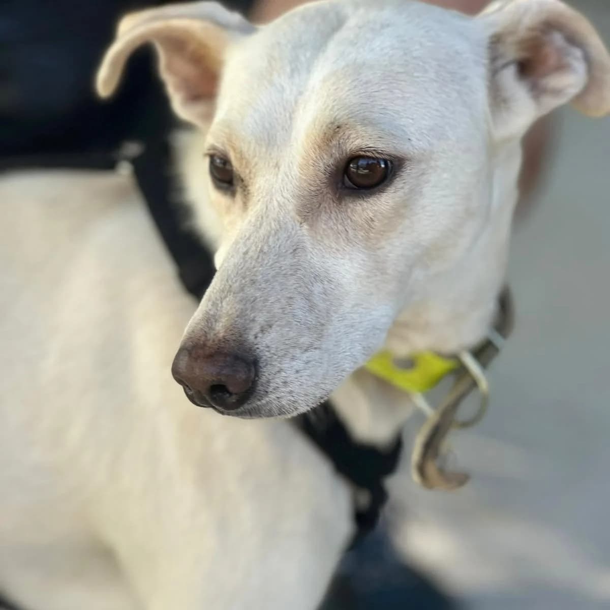 Csipke, female young Mixed Breed for adoption at Your Heart 4 Rescued Dogs, Yourheart4dogs