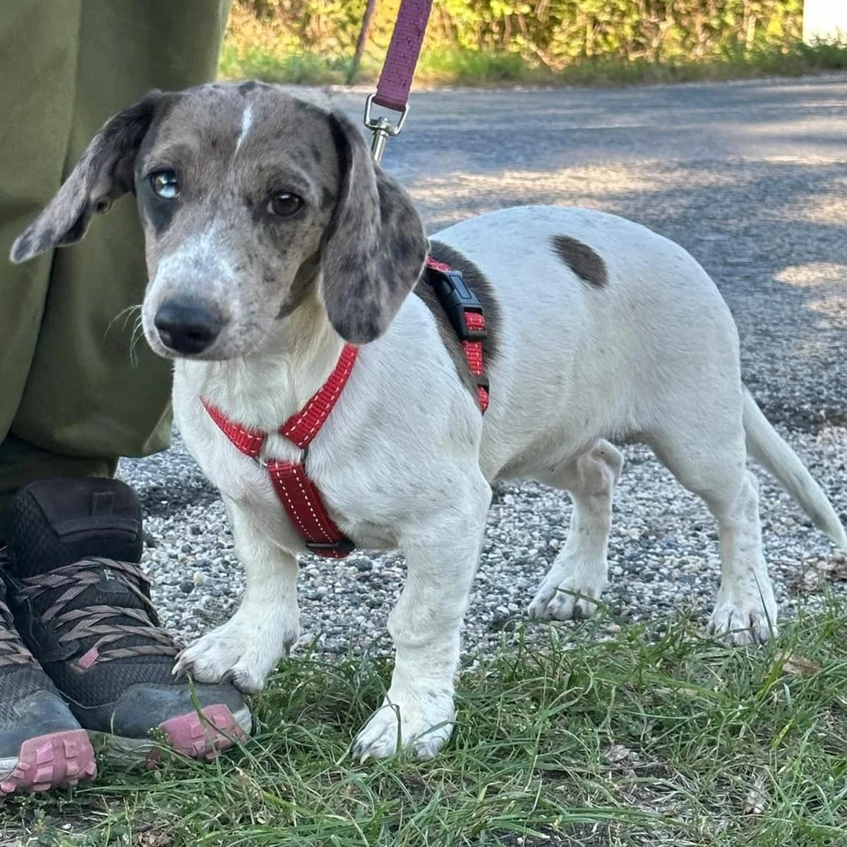 Daisy, female puppy Dachshund for adoption at Your Heart 4 Rescued Dogs, Yourheart4dogs