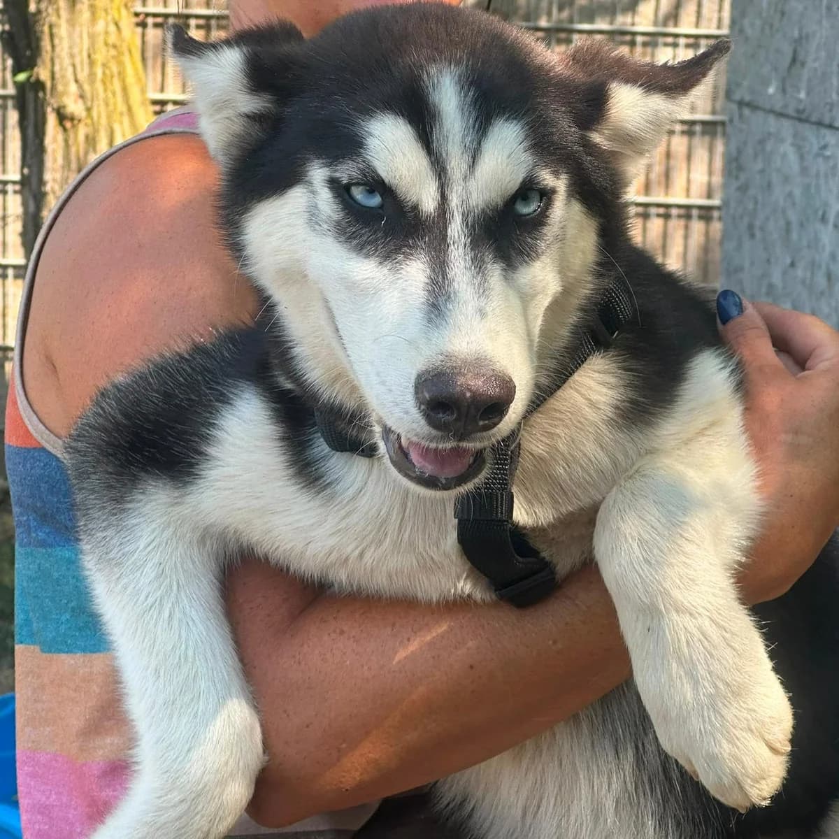 Freya, female puppy Husky for adoption at Your Heart 4 Rescued Dogs, Yourheart4dogs