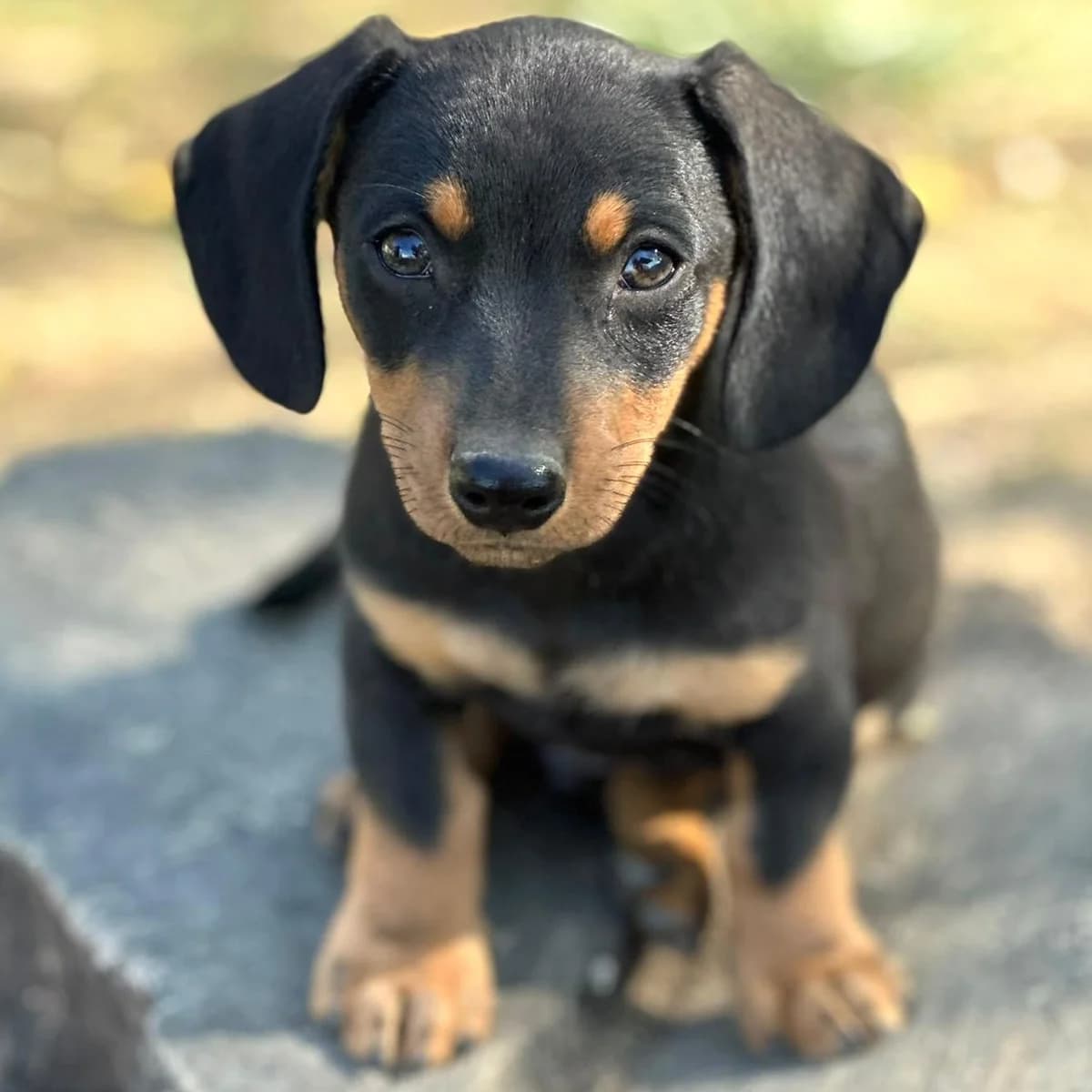 Jack, puppy Dachshund for adoption at Your Heart 4 Rescued Dogs, Yourheart4dogs