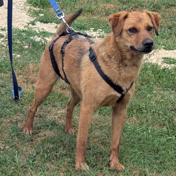 Krokett, female 5yo Mixed Breed for adoption at Your Heart 4 Rescued Dogs, Yourheart4dogs