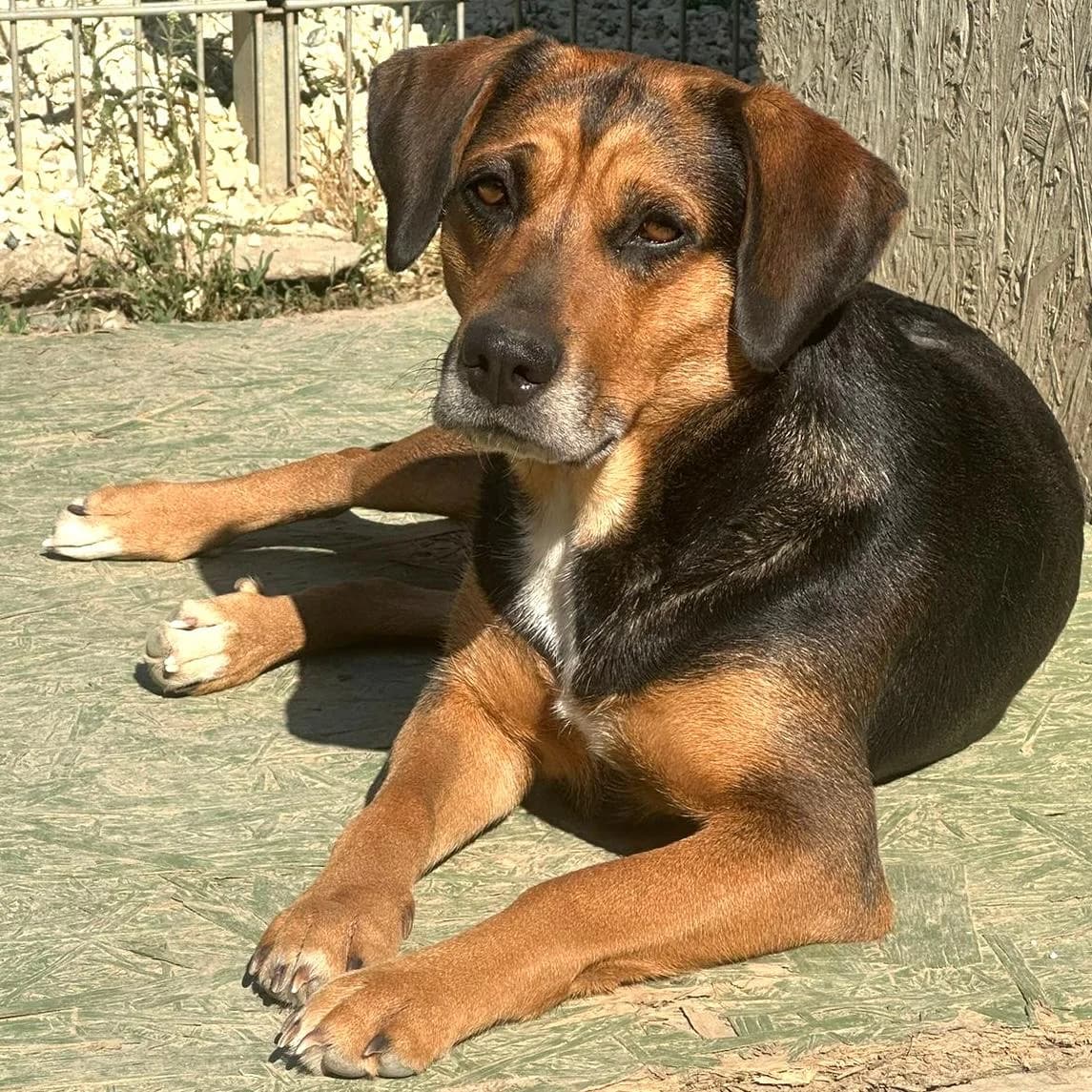 Lola, female 3yo Mixed Breed for adoption at Your Heart 4 Rescued Dogs, Yourheart4dogs