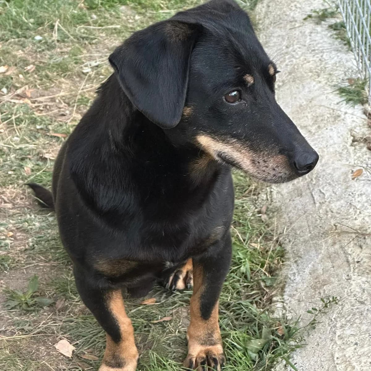 Luno, young Dachshund for adoption at Your Heart 4 Rescued Dogs, Yourheart4dogs