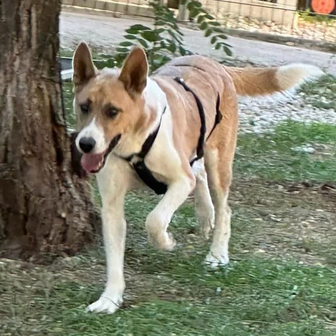 Mazli, male 4yo Mixed Breed for adoption at Your Heart 4 Rescued Dogs, Yourheart4dogs