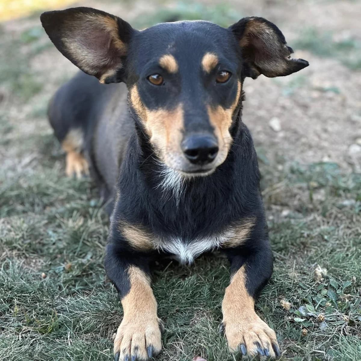 Mia, female 3yo Mixed Breed for adoption at Your Heart 4 Rescued Dogs, Yourheart4dogs
