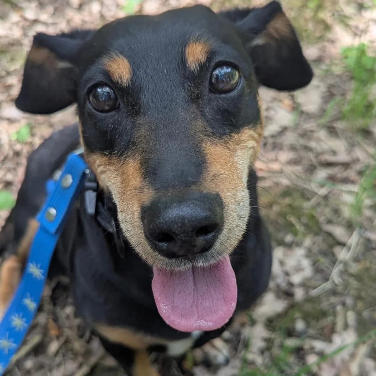 Morzsi, weiss senior Dachshund for adoption at Your Heart 4 Rescued Dogs, Yourheart4dogs
