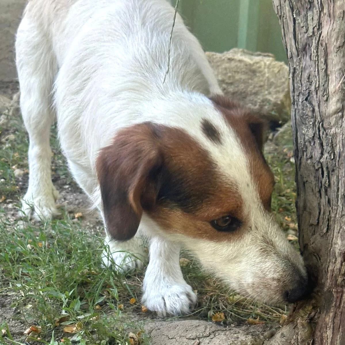 Pipo, female 3yo Mixed Breed for adoption at Your Heart 4 Rescued Dogs, Yourheart4dogs