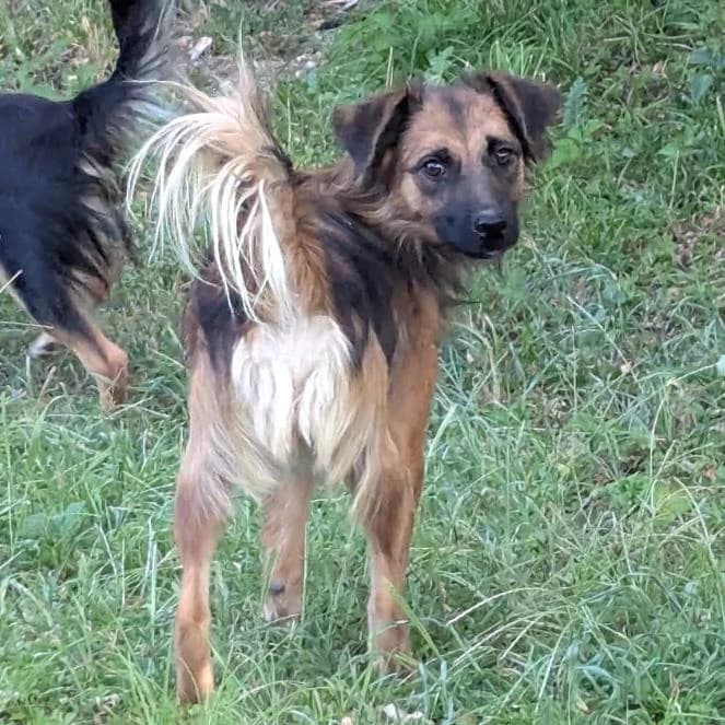 Simon, male young Mixed Breed for adoption at Your Heart 4 Rescued Dogs, Yourheart4dogs