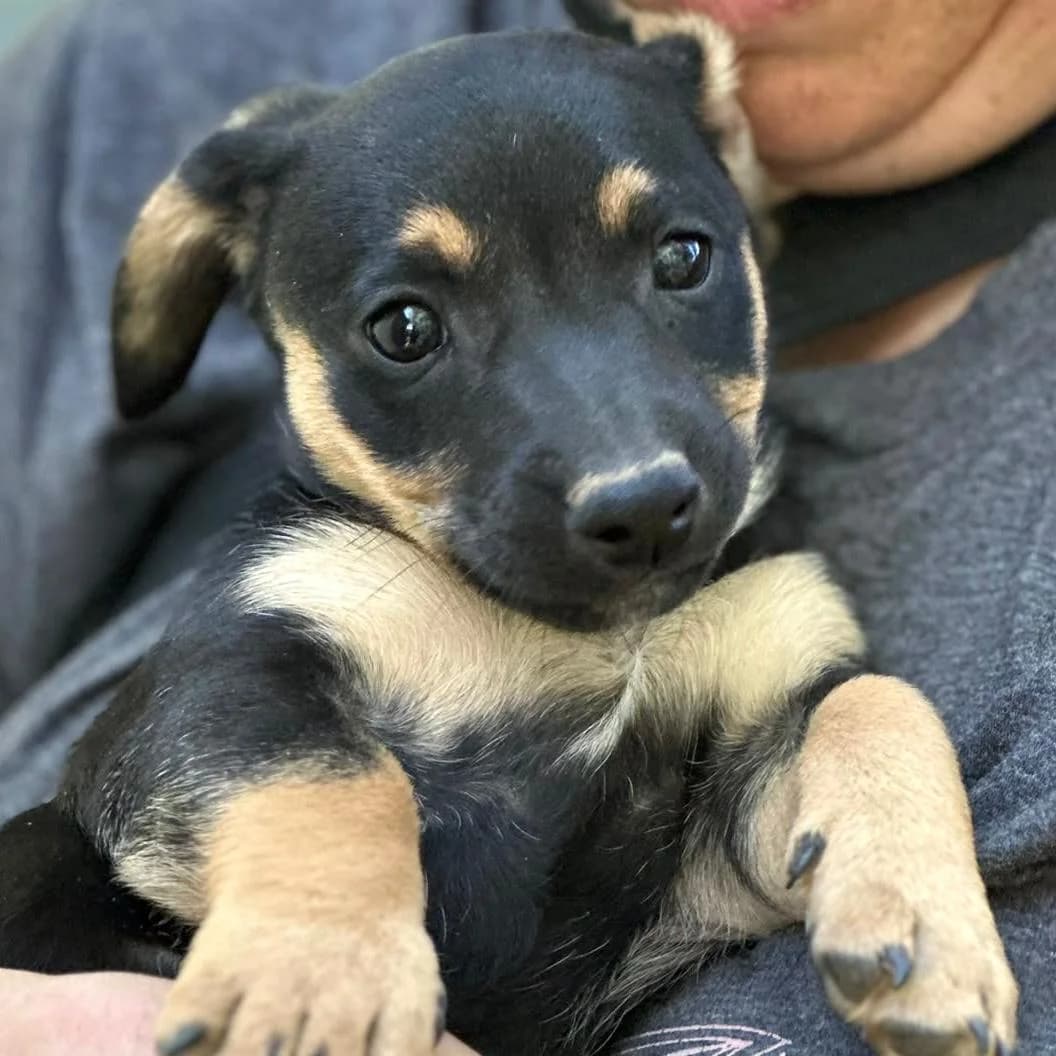 Terry, puppy Dachshund for adoption at Your Heart 4 Rescued Dogs, Yourheart4dogs