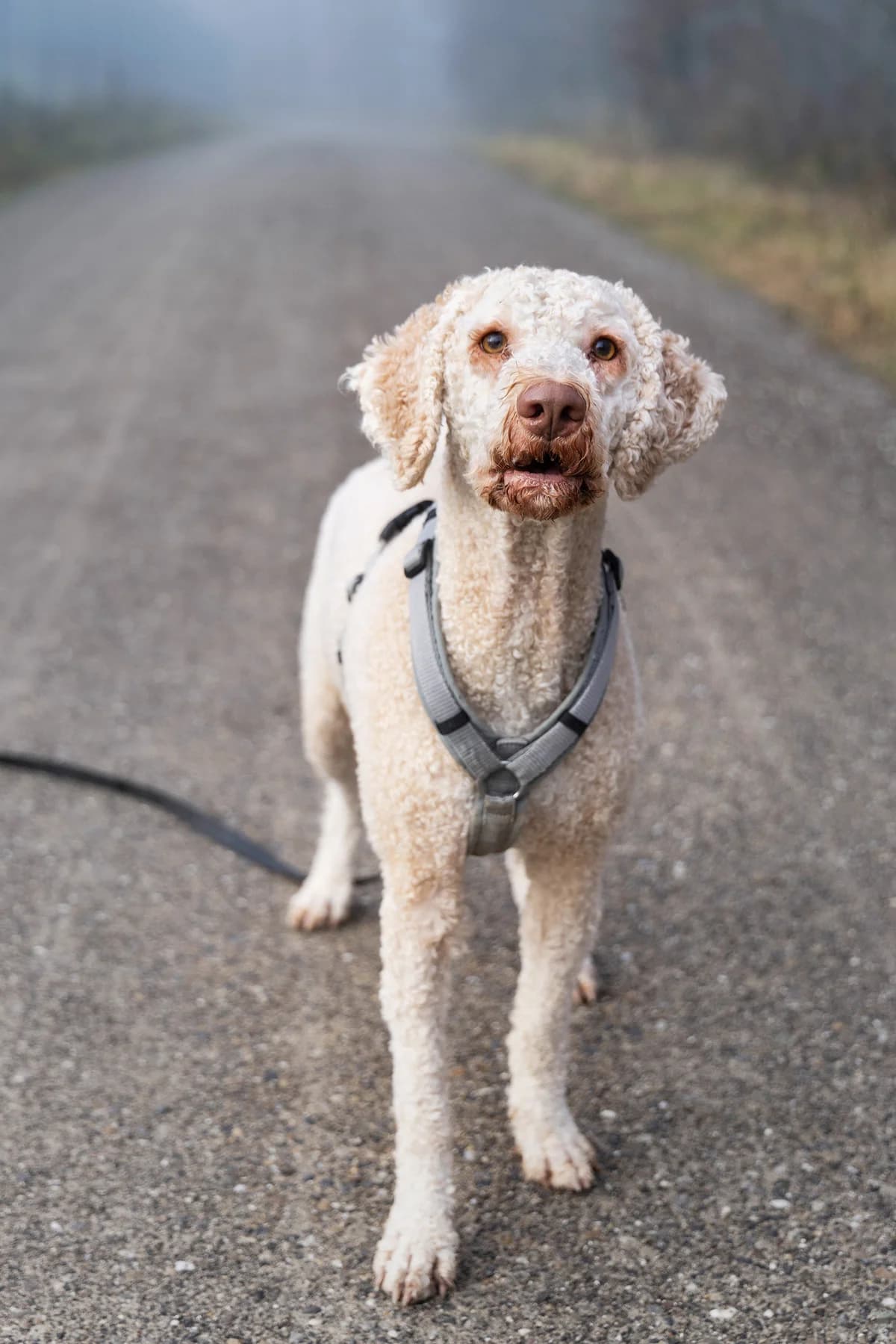 Noodle (im Probewohnen), male young Lagotto Romagnolo for adoption at Zürcher Tierschutz, Zürich
