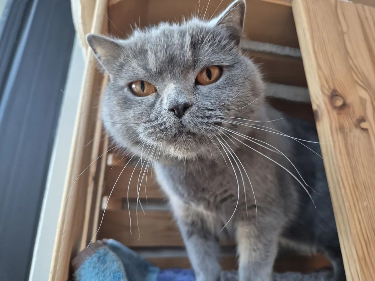 Mogu, female 4yo British Shorthair for adoption at Zürcher Tierschutz, Zürich