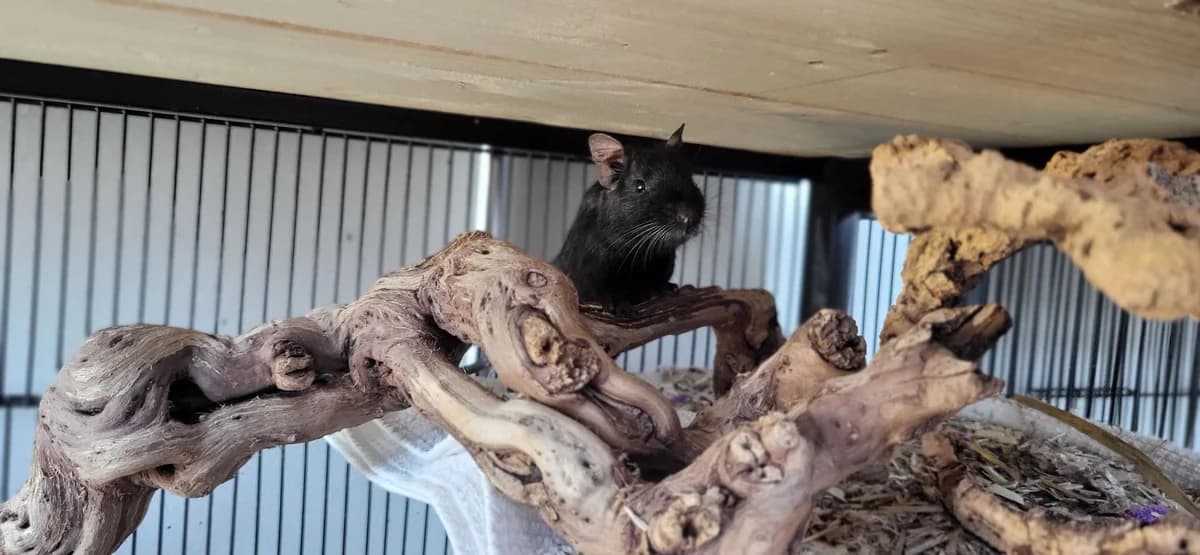 Obelix, male Degu for adoption at Zürcher Tierschutz, Zürich