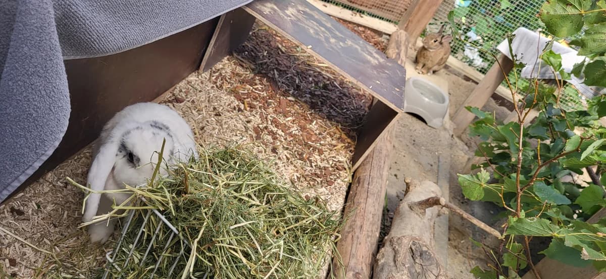 Cleopatra, female mixed breed for adoption at Zürcher Tierschutz, Zürich