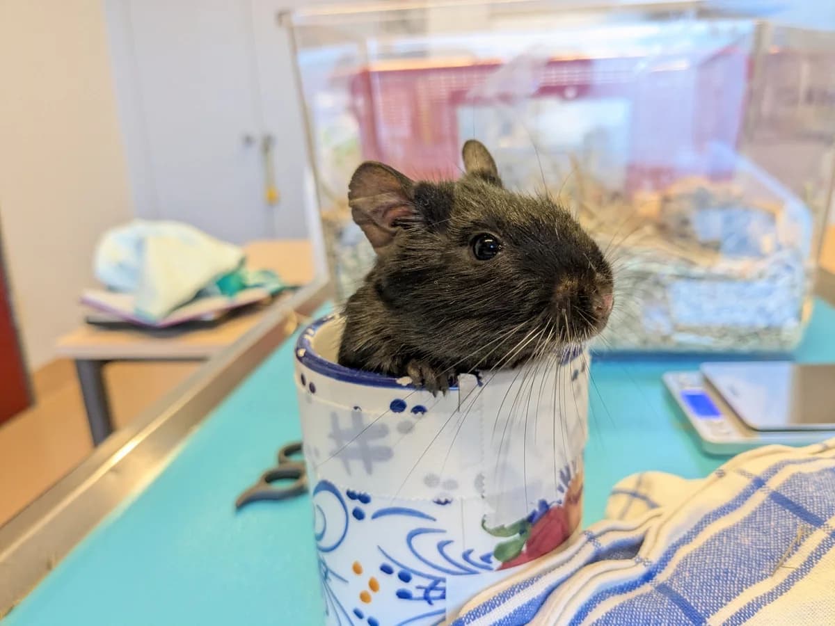 Couscous, male Degu for adoption at Zürcher Tierschutz, Zürich