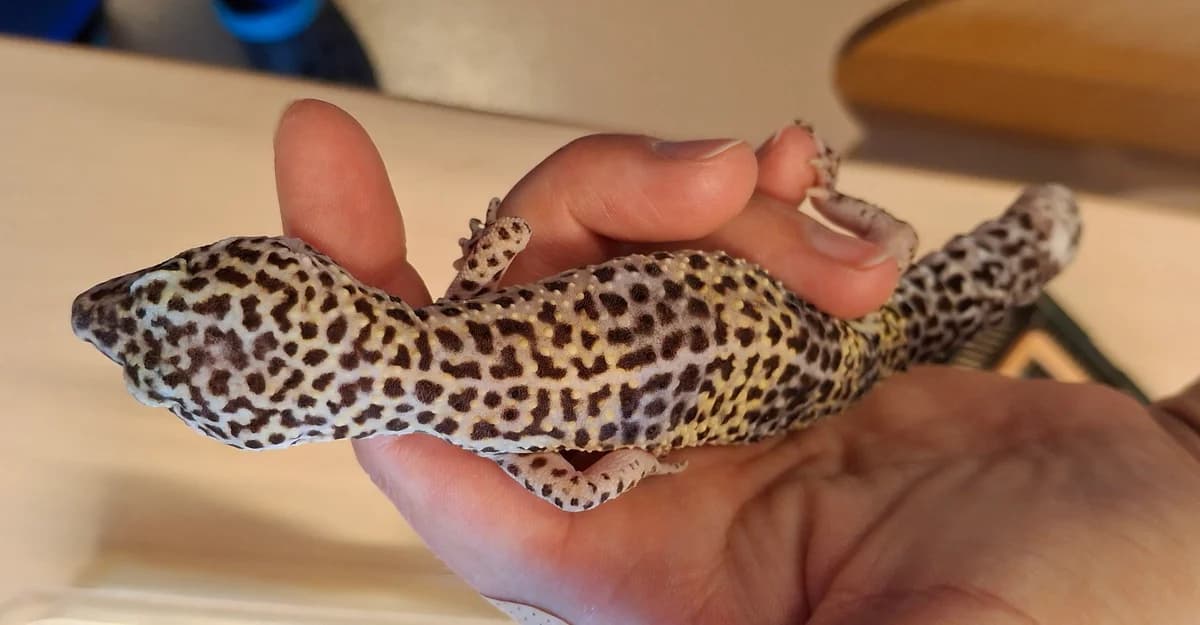 Madame Zungenschlag, female mixed breed for adoption at Zürcher Tierschutz, Zürich