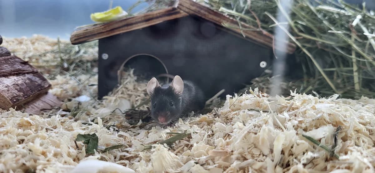 Mäusegruppe Burger, female mixed breed for adoption at Zürcher Tierschutz, Zürich