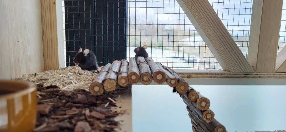 Mäusegruppe Carbonara, female mixed breed for adoption at Zürich