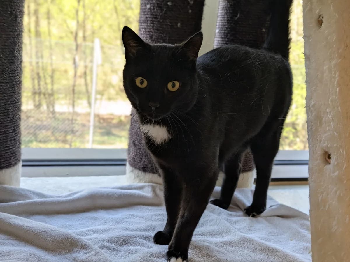 Frühstück, male Mixed Breed Cat for adoption at Zürich