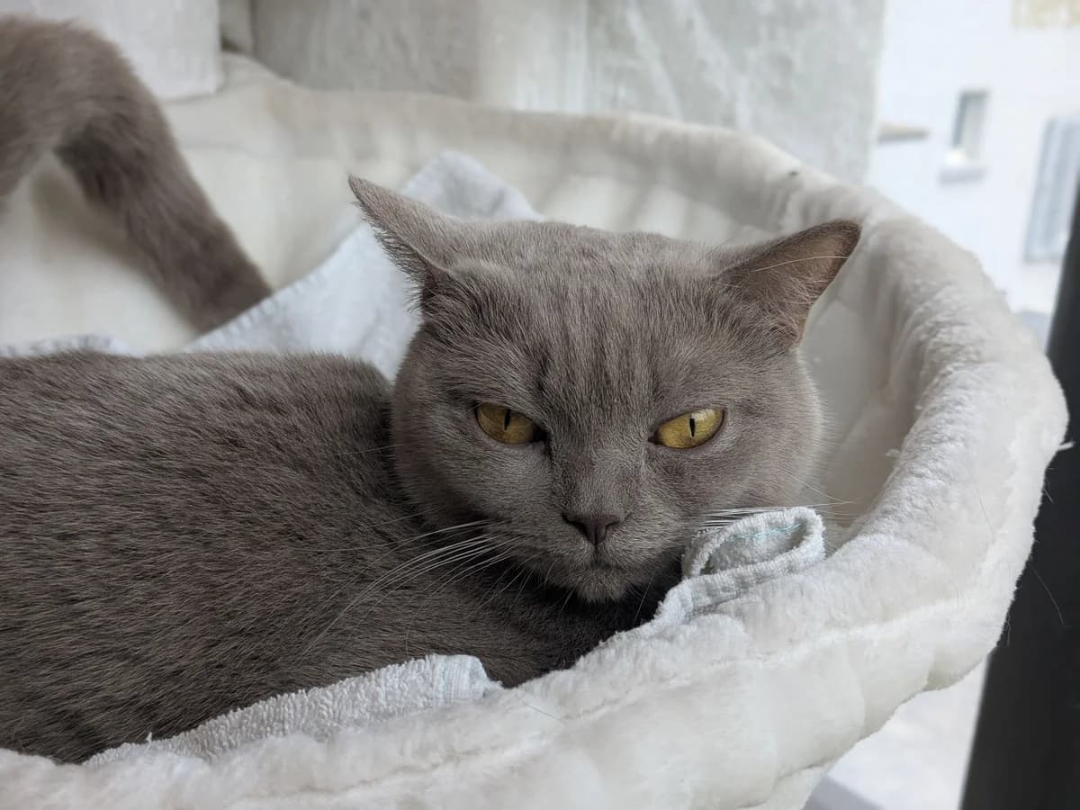 Scone, female British Shorthair for adoption at Zürich