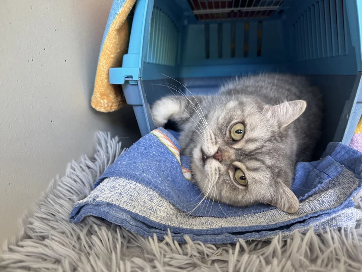 Sissi Samtpfote, female British Shorthair for adoption at Zürich