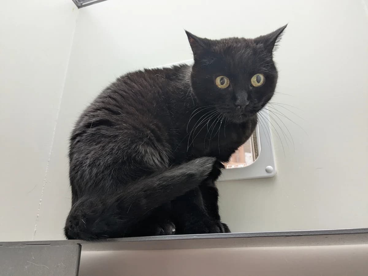 Rösti, female Mixed Breed Cat for adoption at Zürcher Tierschutz, Zürich