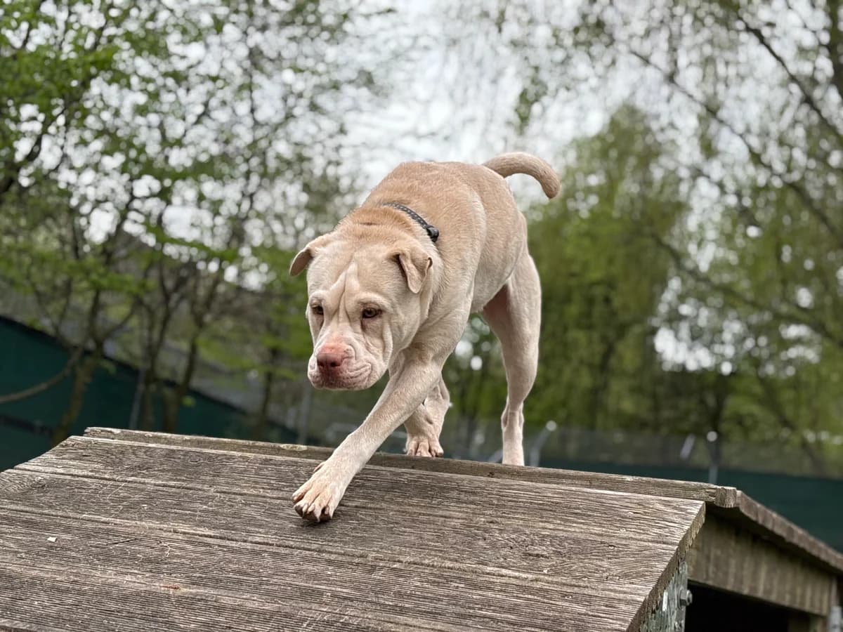 Happy Hypo, female mixed breed for adoption at Zürcher Tierschutz, Zürich